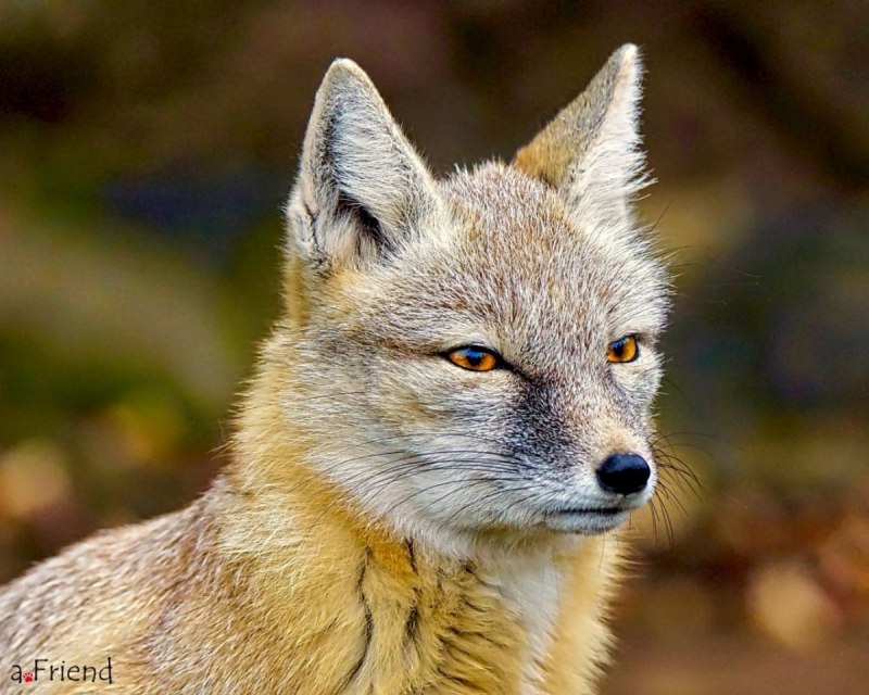 Американская лисица Vulpes macrotis