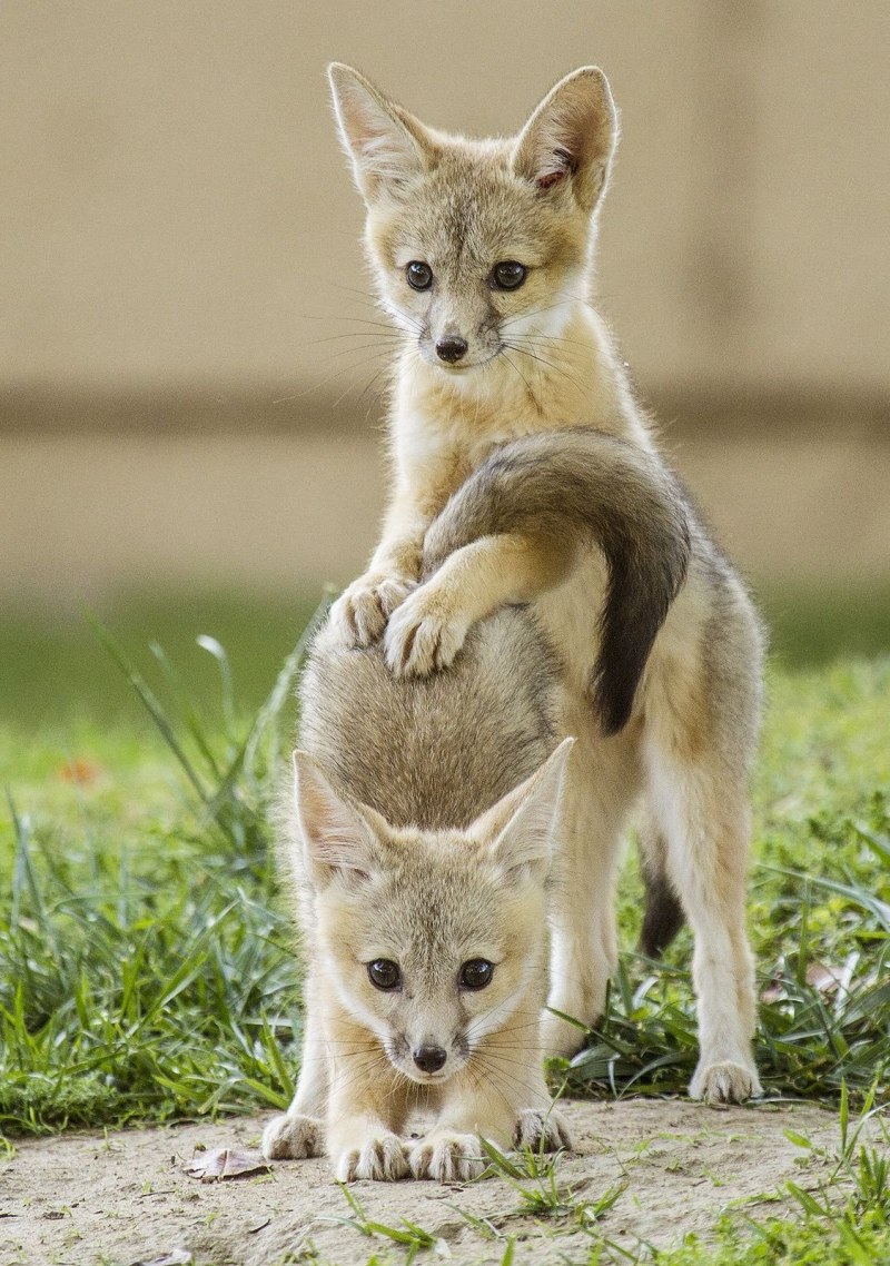 Корсак Даурский