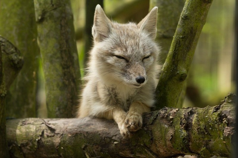 Vulpes corsac