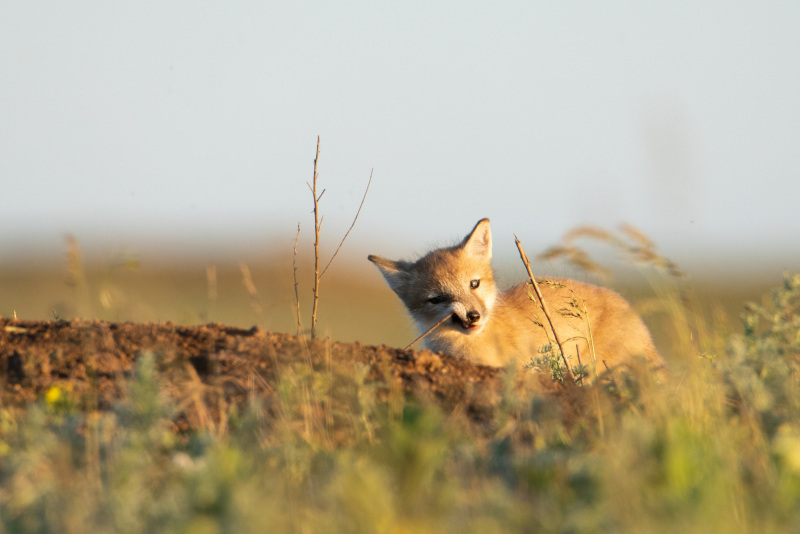 Корсак семья
