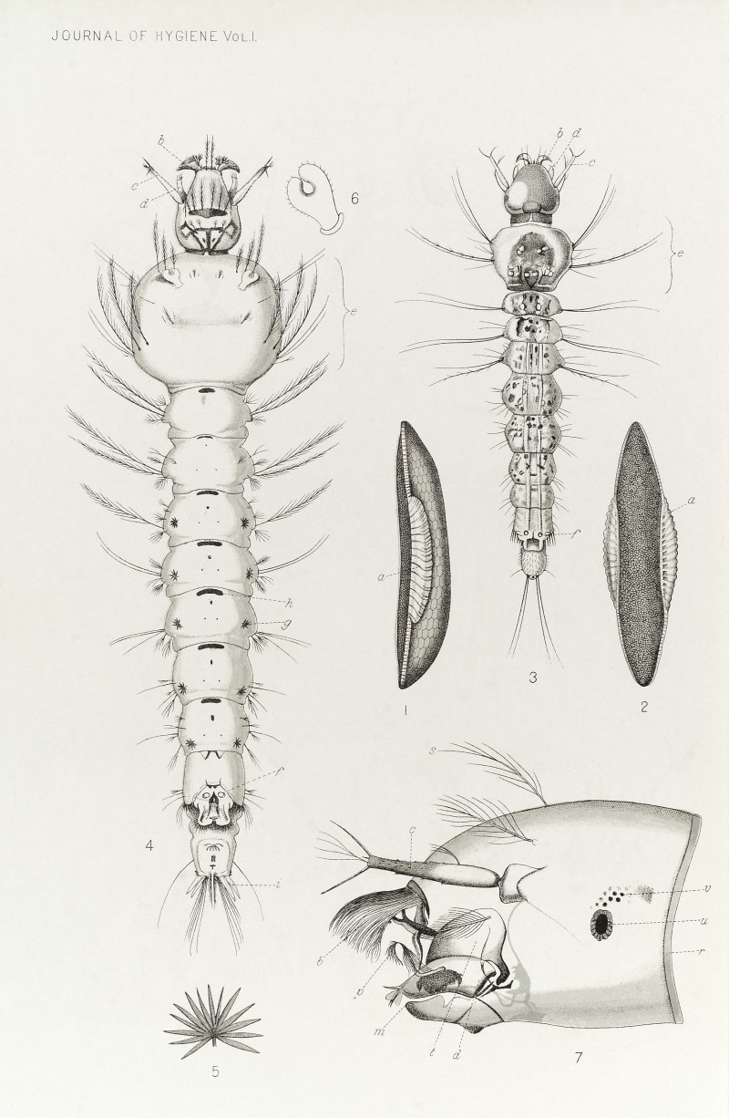 Anopheles maculipennis жизненный цикл