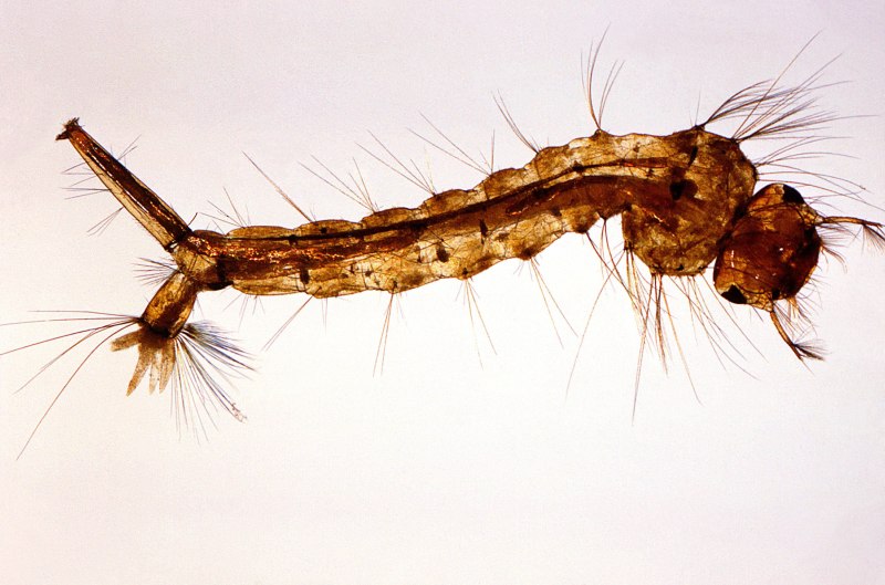 Личинка комара Anopheles