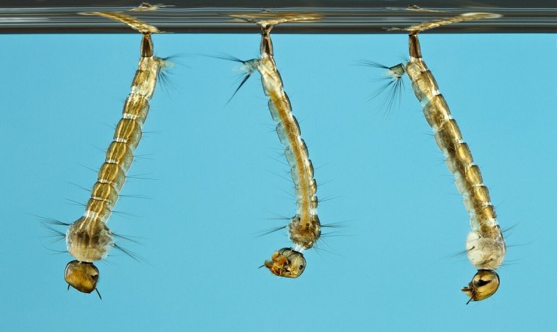 Anopheles claviger строение