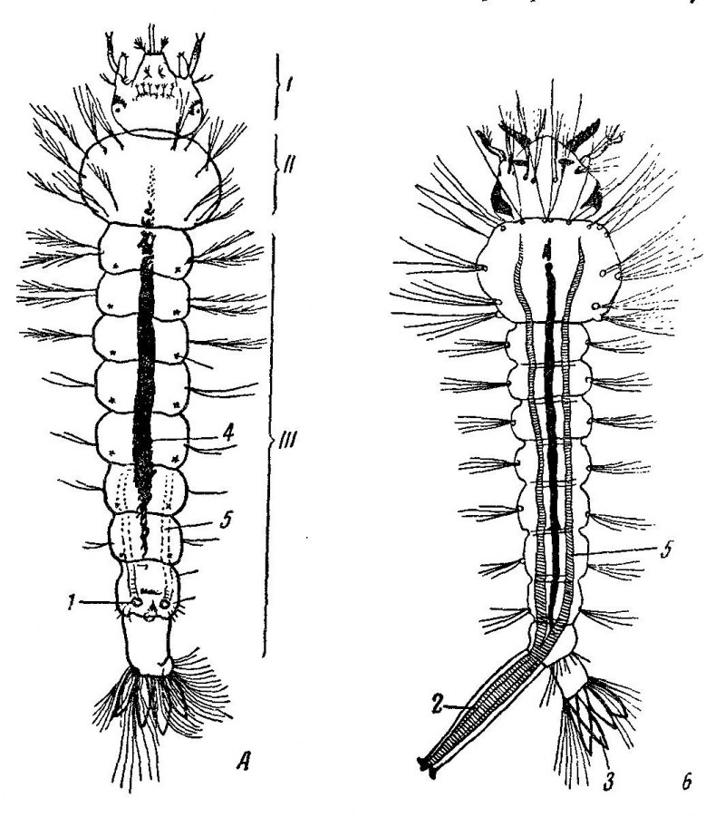 Личинка малярийного комара рисунок