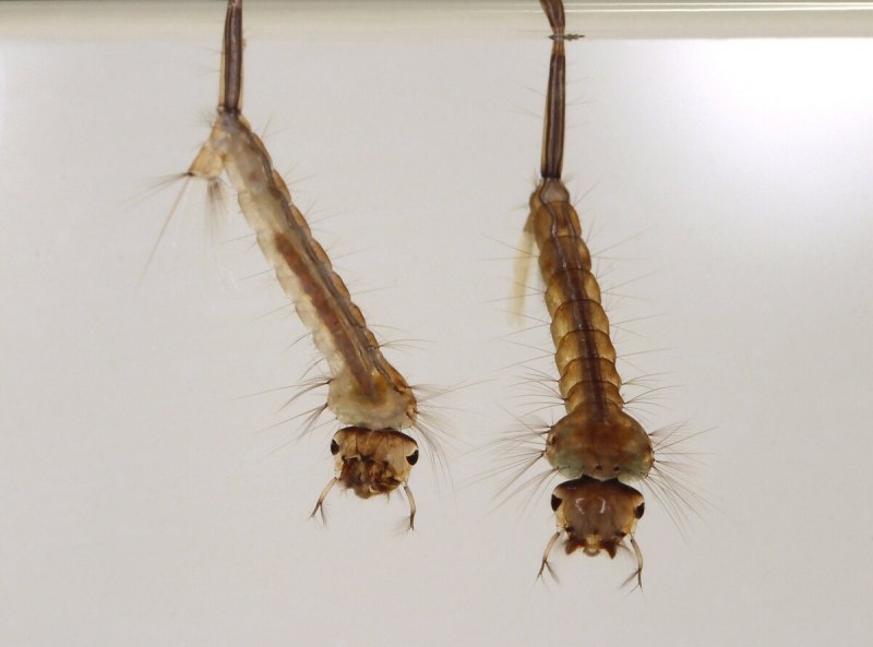 Личинка комара Aedes