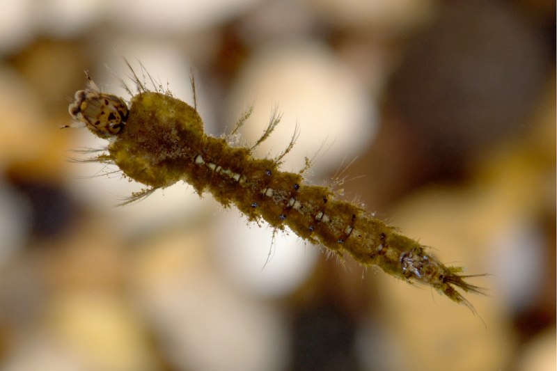 Группа Anopheles maculipennis