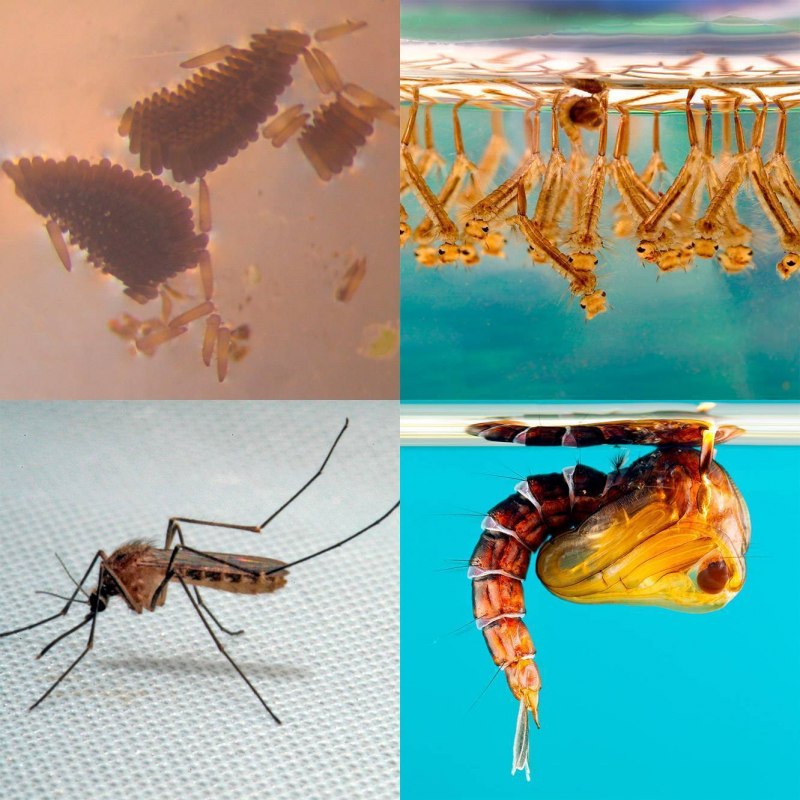 Anopheles gambiae паук