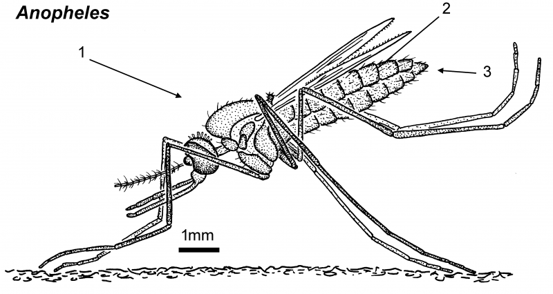 Москит Phlebotomus papatasii
