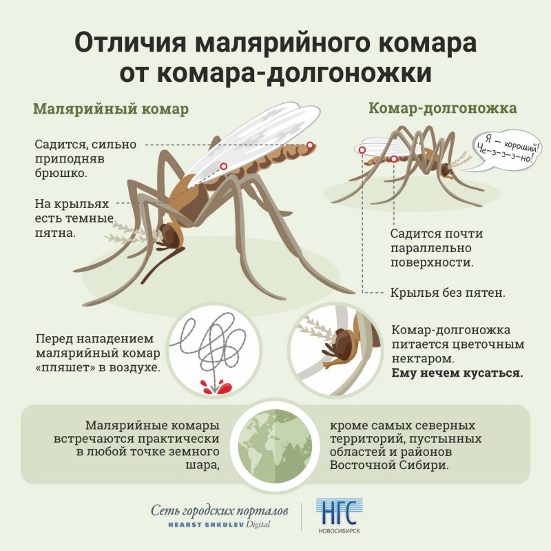 Голова самки Anopheles рисунок