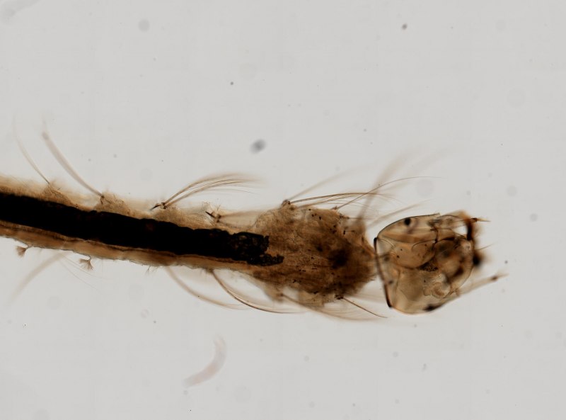 Culex pipiens личинка