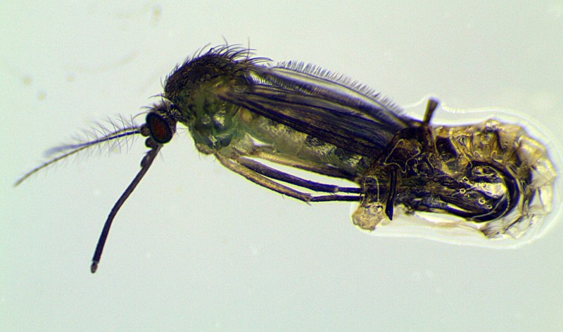 Culex pipiens куколка