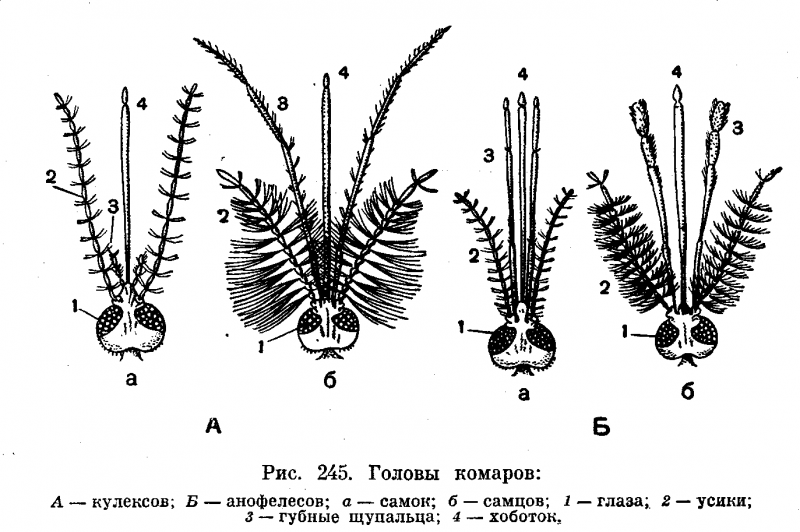 Цикл развития личинка комара