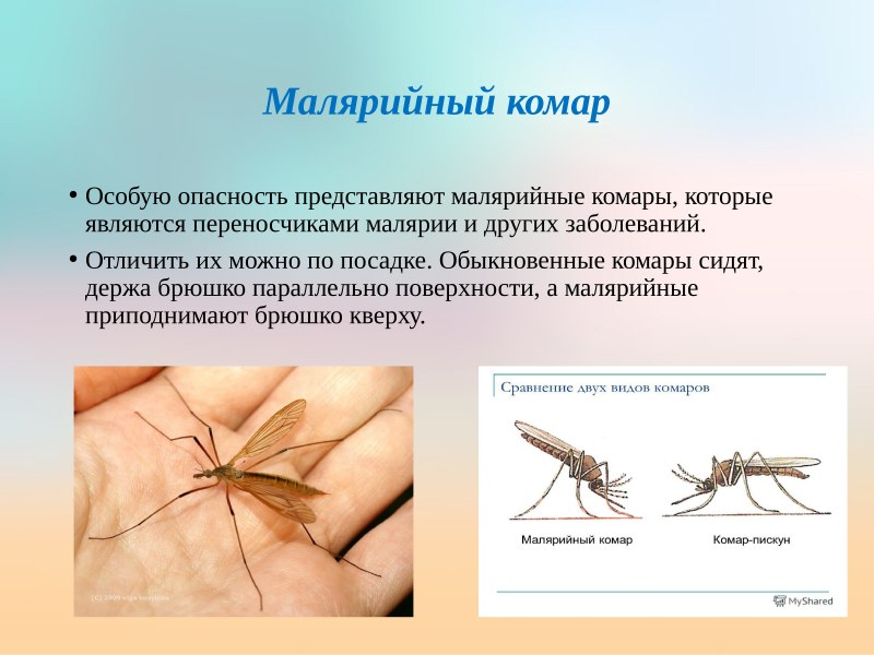 Комары рода Culex