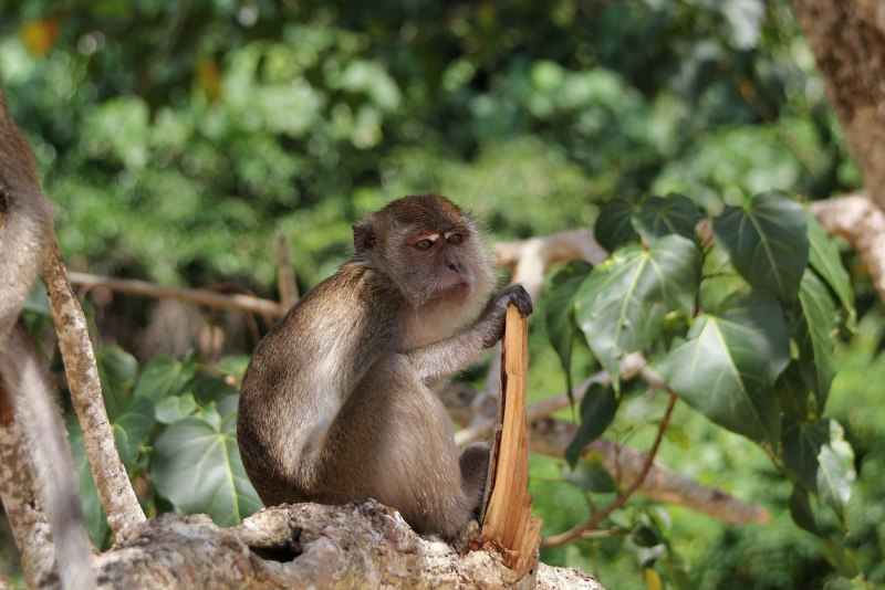 Длиннохвостая обезьяна (65 фото)