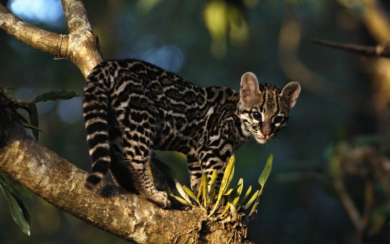 Оцелот (leopardus pardalis)