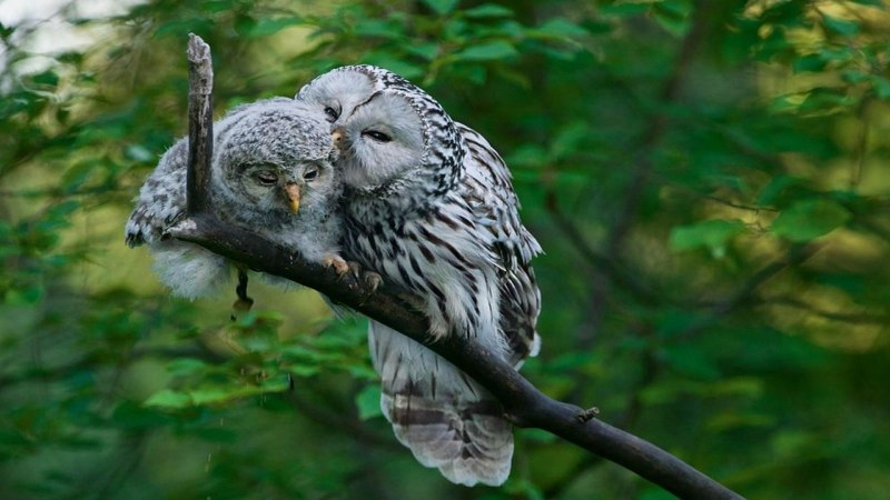 Ополовник Aegithalos caudatus