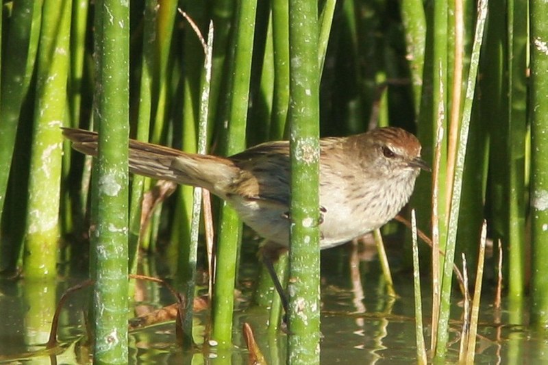 Orthotomus Sutorius