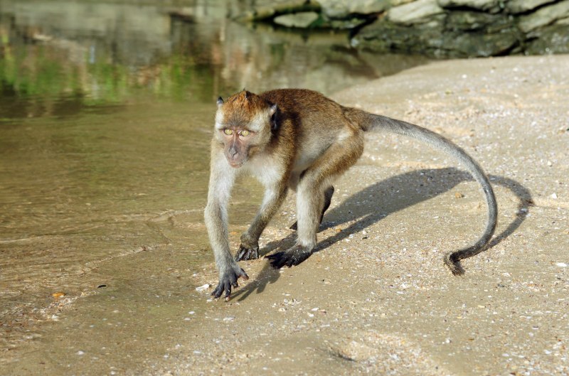 Macaca fascicularis