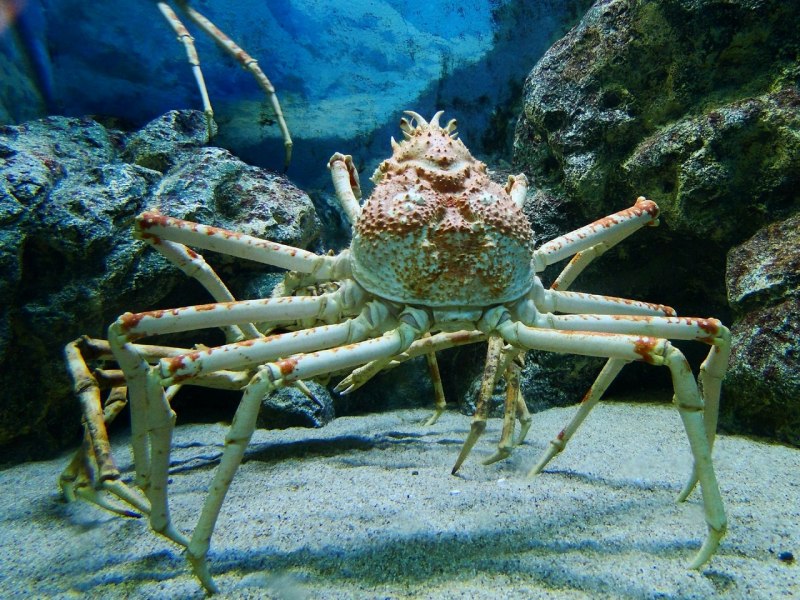 Крабы Macrocheira kaempferi
