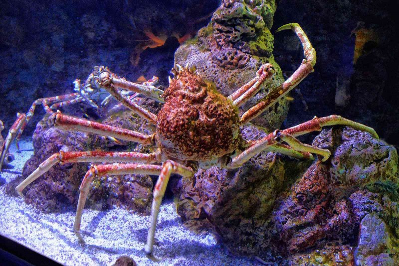 Крабы Macrocheira kaempferi