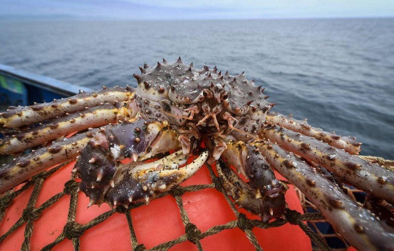 Краб Баренцево море