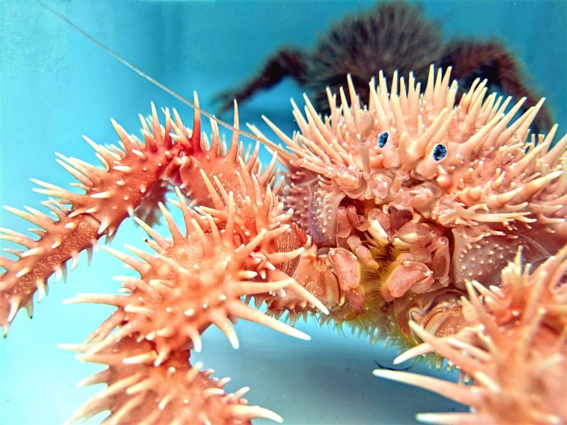 Морские глубоководные Крабы