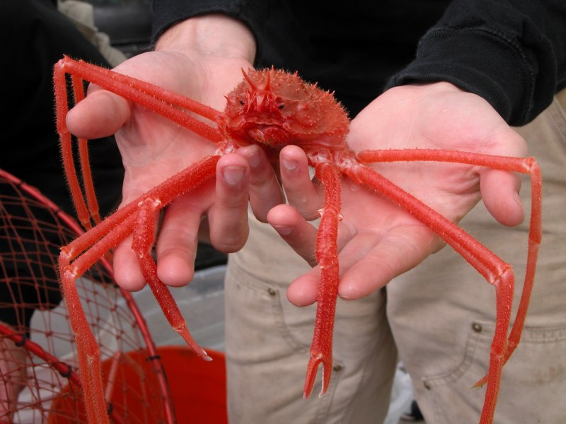 Крабы Brachyura