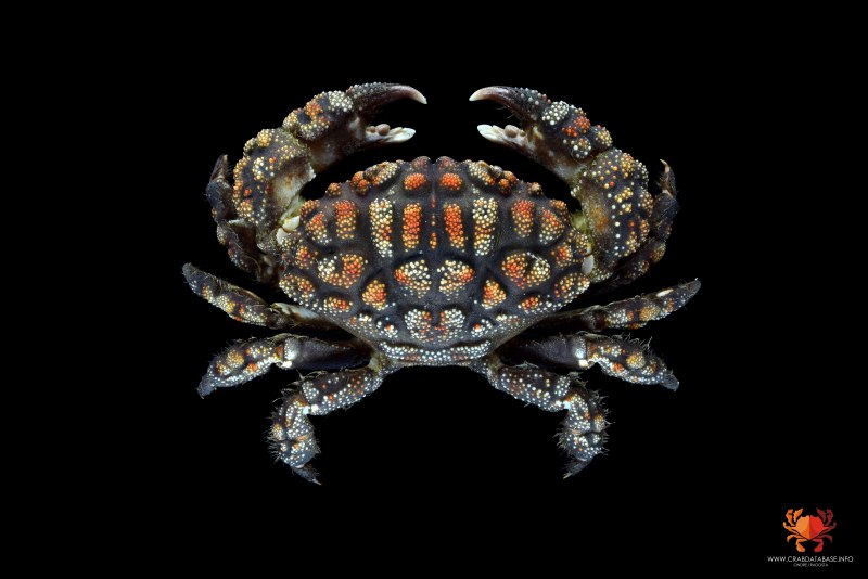 Гигантские морские мокрицы