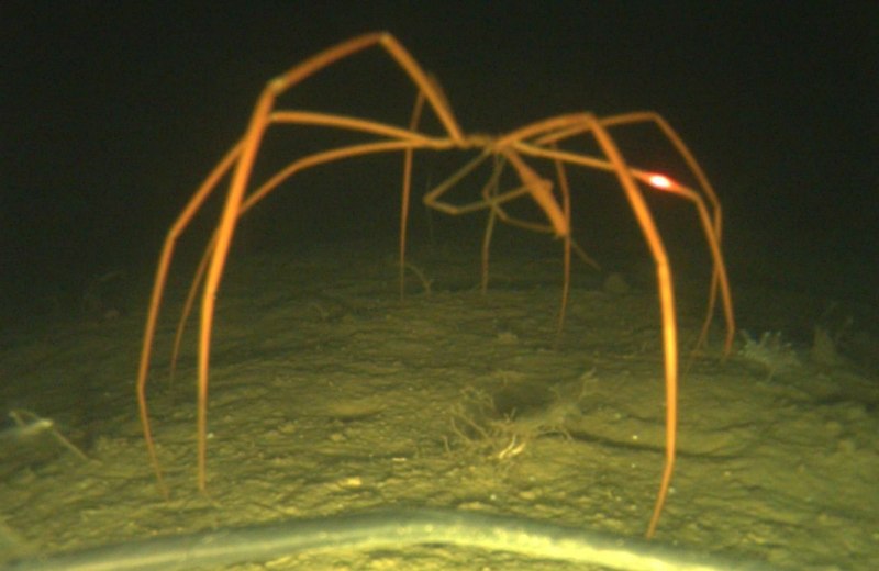 Macrocheira kaempferi