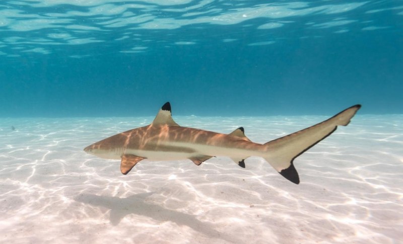 Черноперая рифовая акула Carcharhinus melanopterus