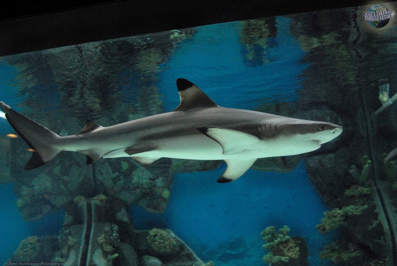 Carcharhinus Leiodon