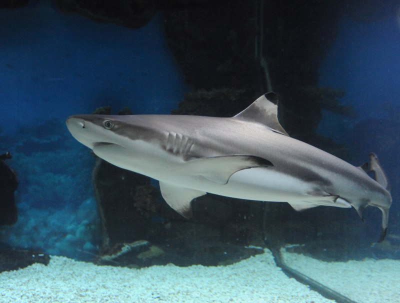 Blacktip Reef Shark