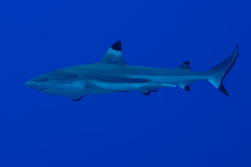 Черноперая рифовая акула Carcharhinus melanopterus