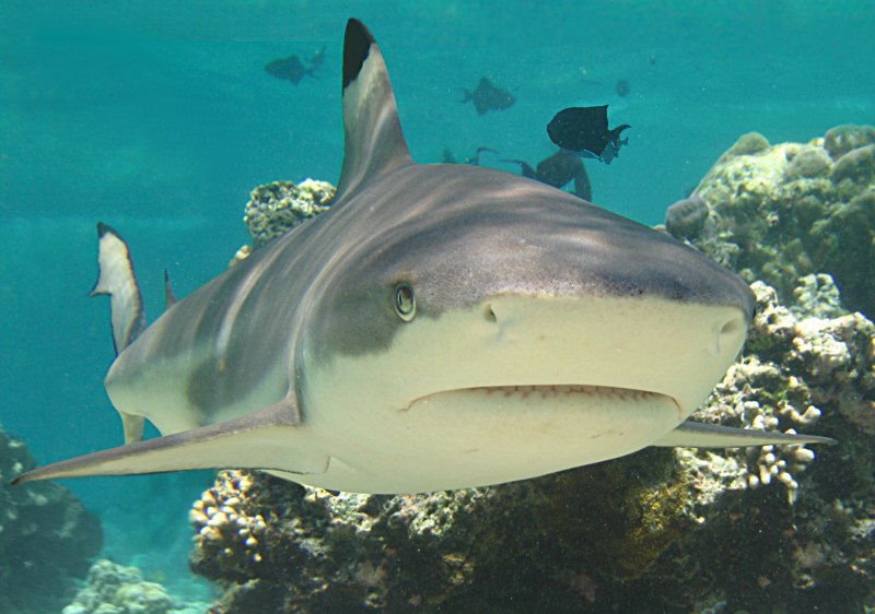 Carcharhinus melanopterus