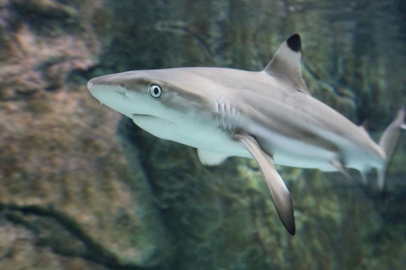 Черноперая рифовая акула Carcharhinus melanopterus