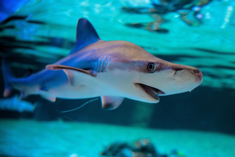 Saya Shark webcam
