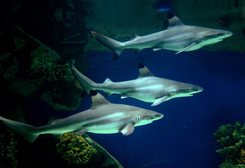 Carcharhinus melanopterus