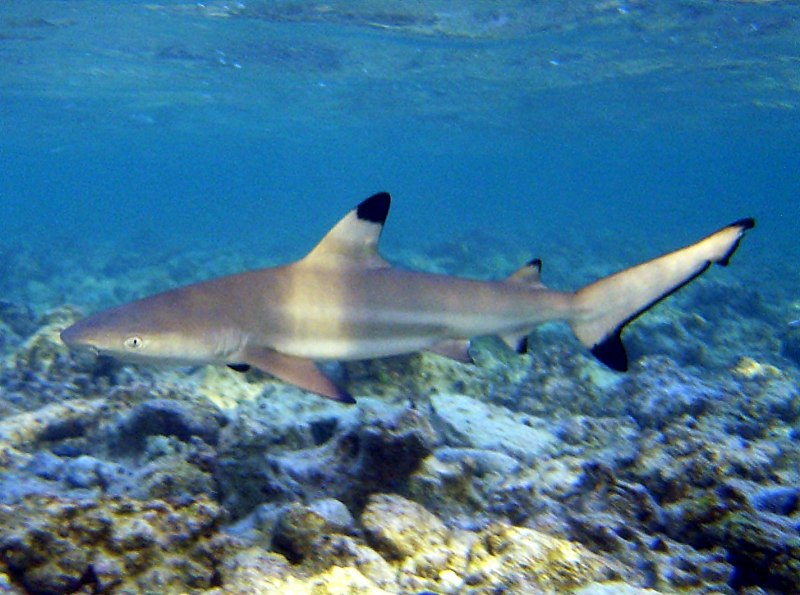 Черноперая рифовая акула Carcharhinus melanopterus