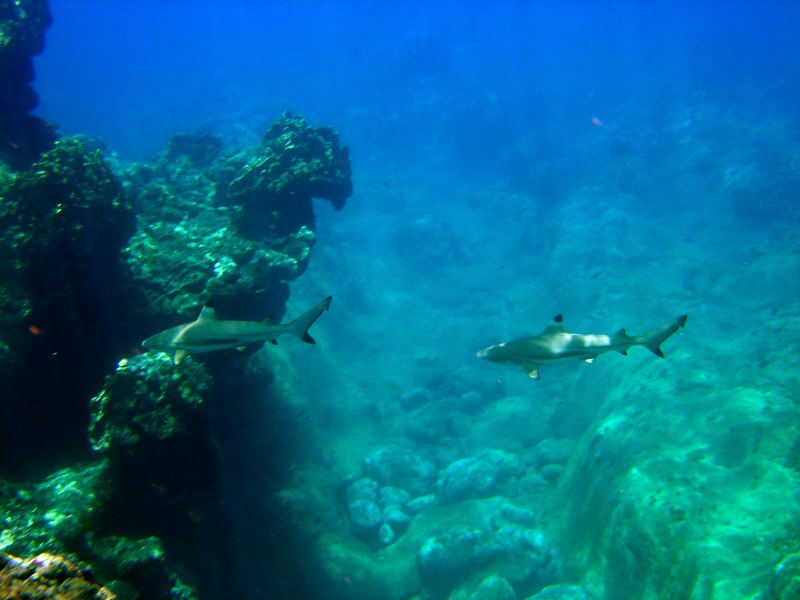 Black Tip Reef Shark
