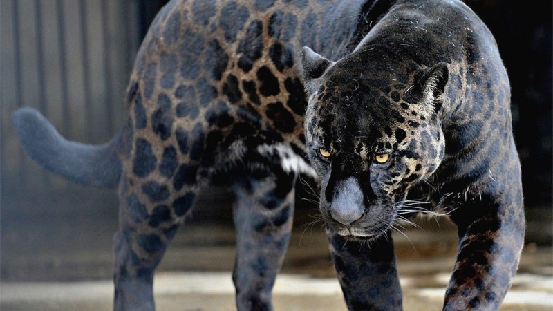 Гибрид ягуара и леопарда (64 фото)