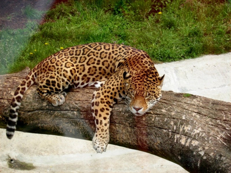 Королевский гепард