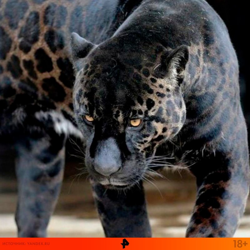 Леопард Panthera pardus
