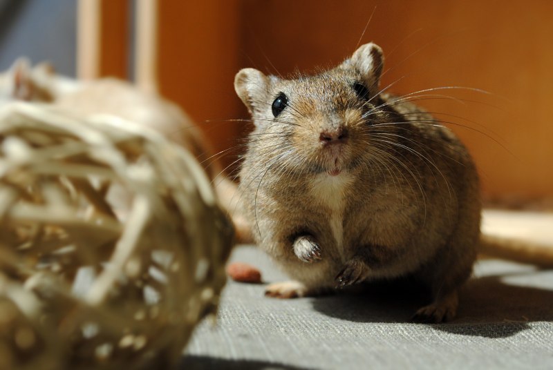 Gerbil Песчанка