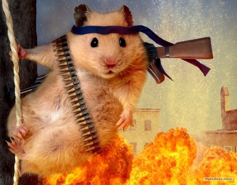 Хомяк джунгарский