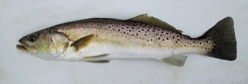 Spotted Seatrout рыба