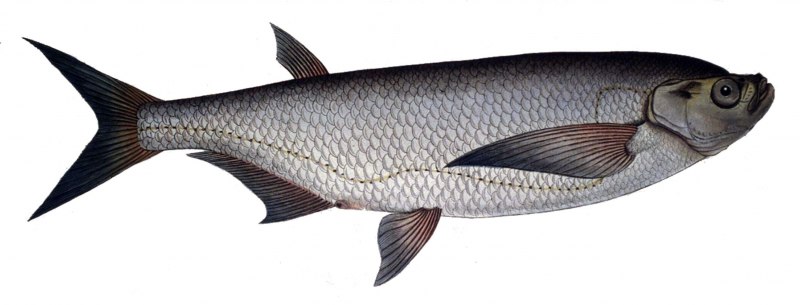 Чехонь Pelecus cultratus