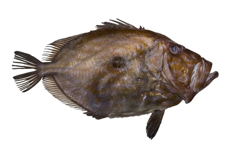 Треска gadus morhua
