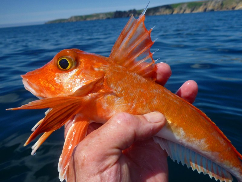 Вид обыкновенная щука - Esox Lucius