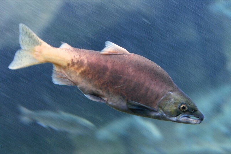 Горбуша (Oncorhynchus gorbuscha)