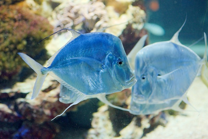 Голубой хирург (Paracanthurus hepatus)